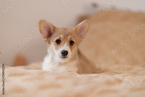 corgi puppy with erect ears on a light background