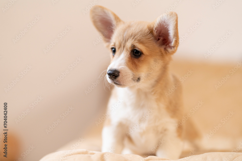 Close-up of a corgi puppy looking away Close-up of a corgi puppy looking away
