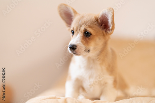 Close-up of a corgi puppy looking away