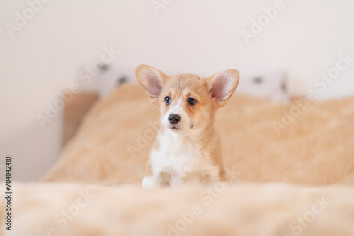 A corgi puppy sits on a light background in beige tones