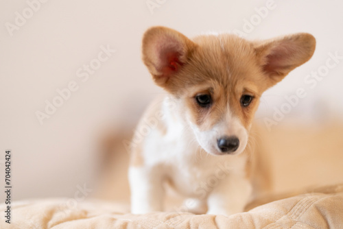 A corgi puppy on a light background looks down