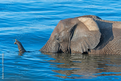 Canvas Print Elephant Snorkeling Across a River