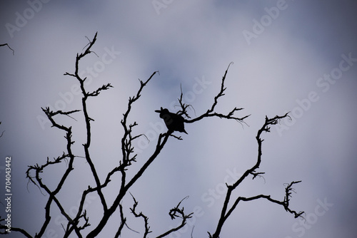 Bird beautiful flying raven Corvus corax North Poland