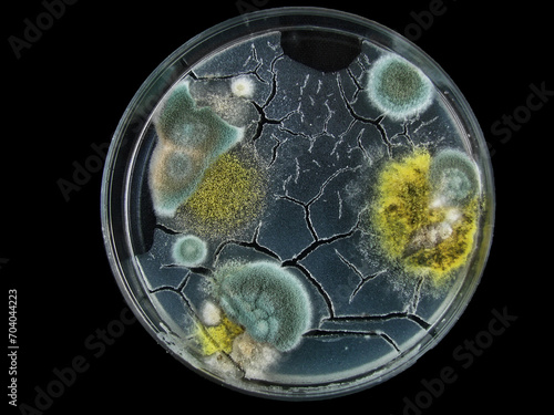 petri dish, mold, various types of fungi, aspergillus, acremonium, Cladosporium, black mold