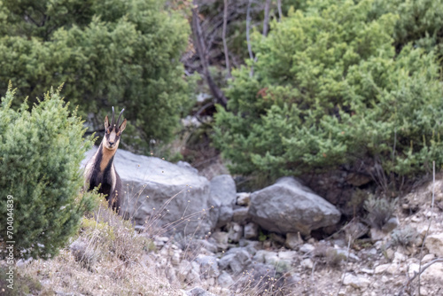 Apennine chamois, Rupicapra pyrenaica ornata, an animal typical of the Italian region of Abruzzo, in central Italy © vinx83
