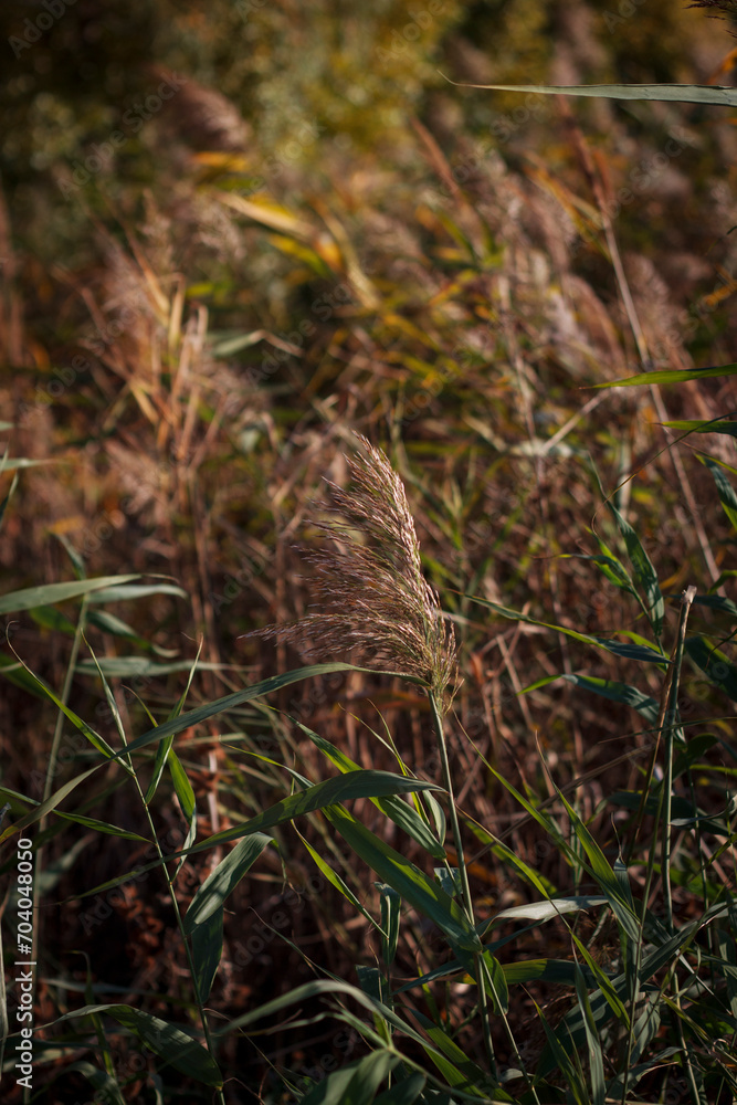 Vertical color photo of a rural landscape of dry yellow reeds on a natural background. Vertical color photo of a rural landscape of dry yellow reeds on a natural background.