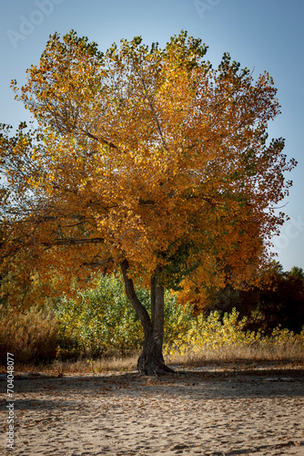 Trees with yellow and orange-brown leaves against a background of trees with green leaves. Autumn landscape  change of seasons