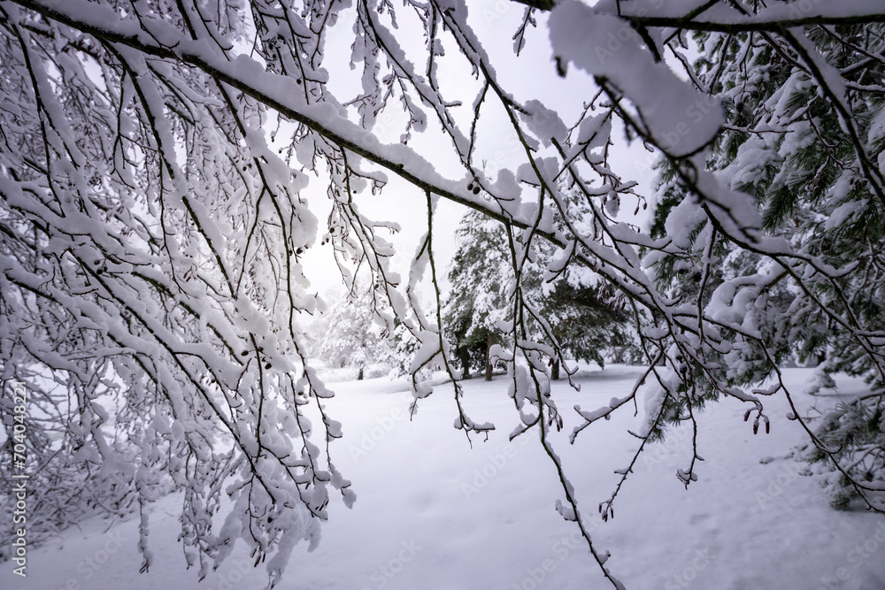 Obraz premium Alder branches covered with snow, sunshine on a winter day through the tree branches.