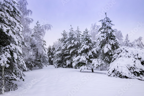 Cloudy winter day, pine trees in the snow, edge of the snowy forest.