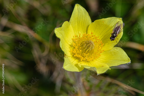 Closeup of alpine pasqueflower (Pulsatilla alpina) photo