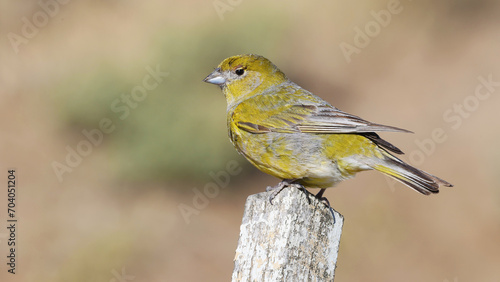 Patagonian yellow finch perched on a pole