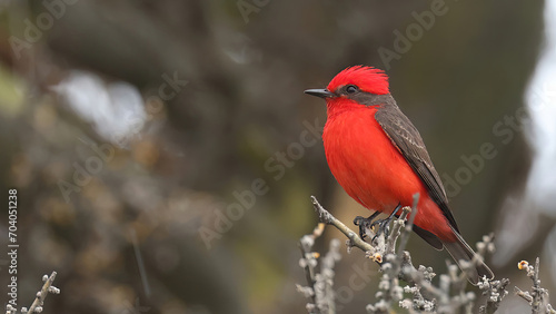 Scarlet flycatcher, splendid argentinian bird