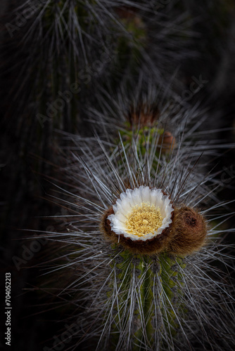 Blooming cactus