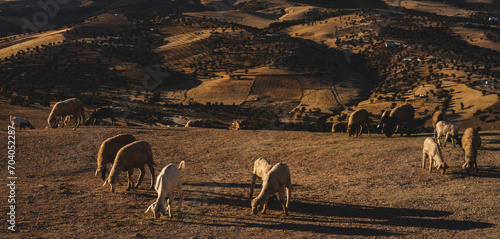 Sunset pasture