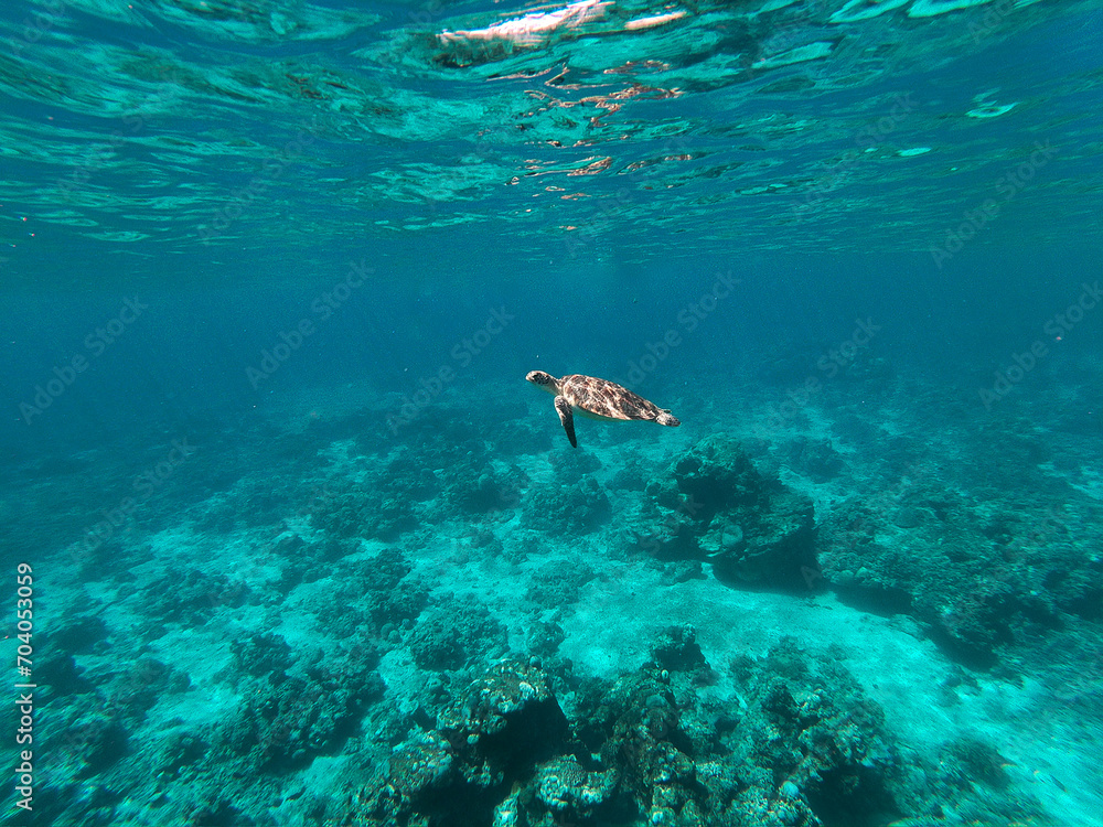 Fototapeta premium In the ocean