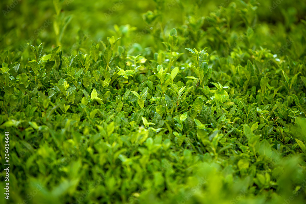 Green lush foliage background. Natural botanical background with tea plant (Camellia sinensis). Pattern of green tea leaves. Green lush foliage background. Natural botanical background with tea plant (Camellia sinensis). Pattern of green tea leaves.