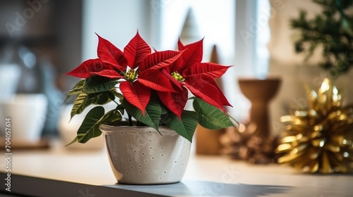 Indoor flower Christmas Star, Poinsettia in a pot in the interior decor of the house