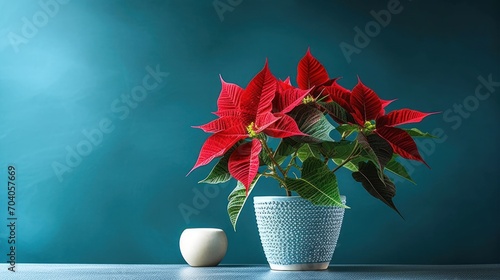 Indoor flower Christmas Star, Poinsettia in a pot in the interior decor of the house