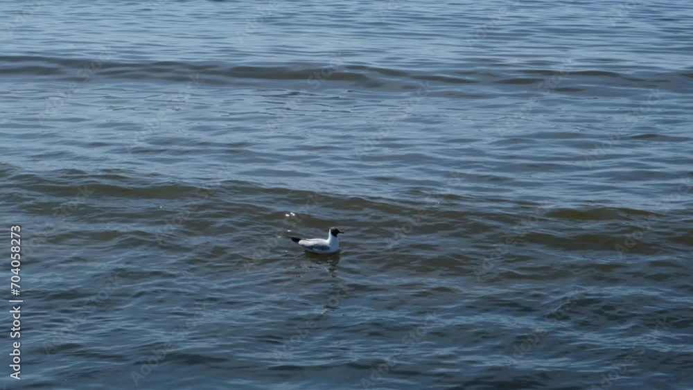 seagull on the Gulf of Finland seagull on the Gulf of Finland