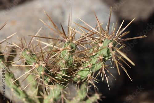 Cylindropuntia Golden Lion kaktus