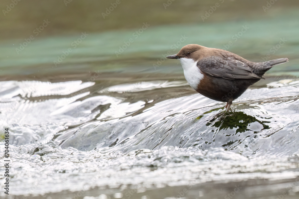 White-throated dipper (Cinclus cinclus) in a mountain stream in Italy. White-throated dipper (Cinclus cinclus) in a mountain stream in Italy.