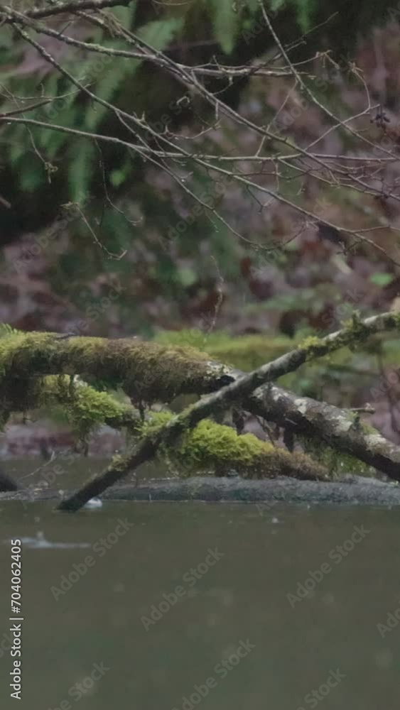 Slow motion rain falling on the swamp