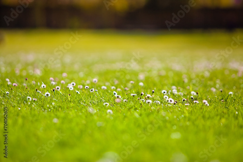 Fototapeta Naklejka Na Ścianę i Meble -  Green grass background with small daisies and shallow depth of field
