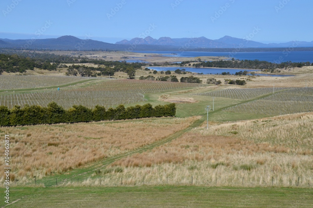 Fototapeta premium View across vineyards to the Hazards at Freycinet Peninsula in Tasmania