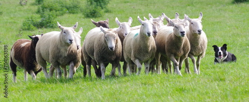 Obraz na plátně Sheep Herding