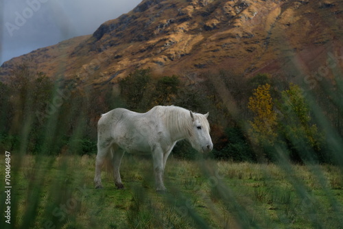 Weißer Schimmel langes Weidegras Berg Porträt Panorama Schottland