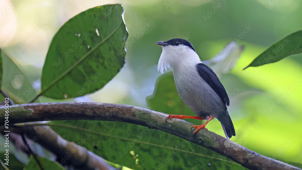 White-bearded manakin, tropical bird of Colombia White-bearded manakin, tropical bird of Colombia