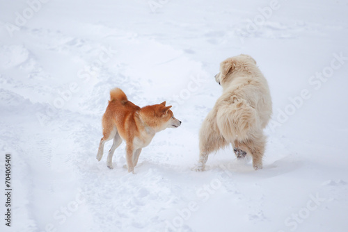 Two dogs, white and orange, play in the snow © k_samurkas