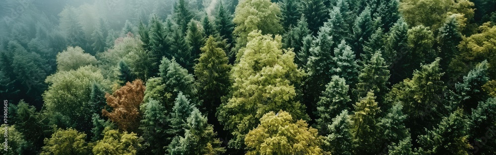 Fototapeta premium Aerial view of a forest