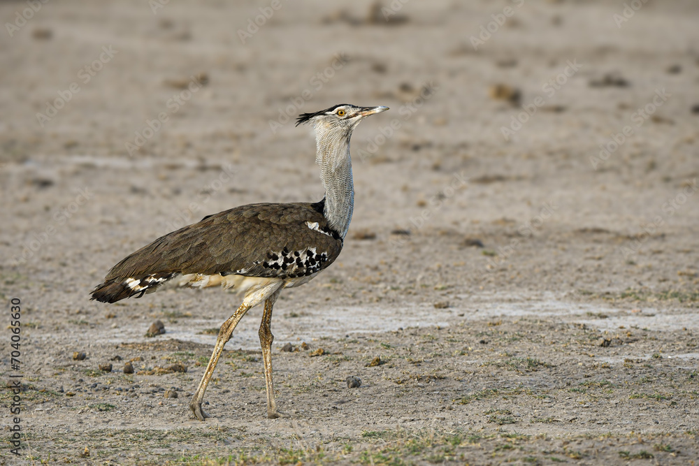 Kori Bustard in African savanna. Heaviest flying bird. Large ground bird, foraging, flying. Kori Bustard in African savanna. Heaviest flying bird. Large ground bird, foraging, flying.