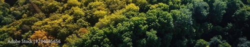 Aerial view of a forest © BrandwayArt