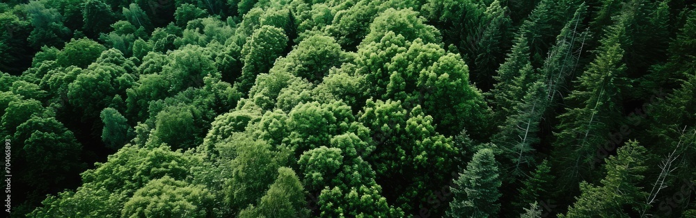 Aerial picture of a woodland