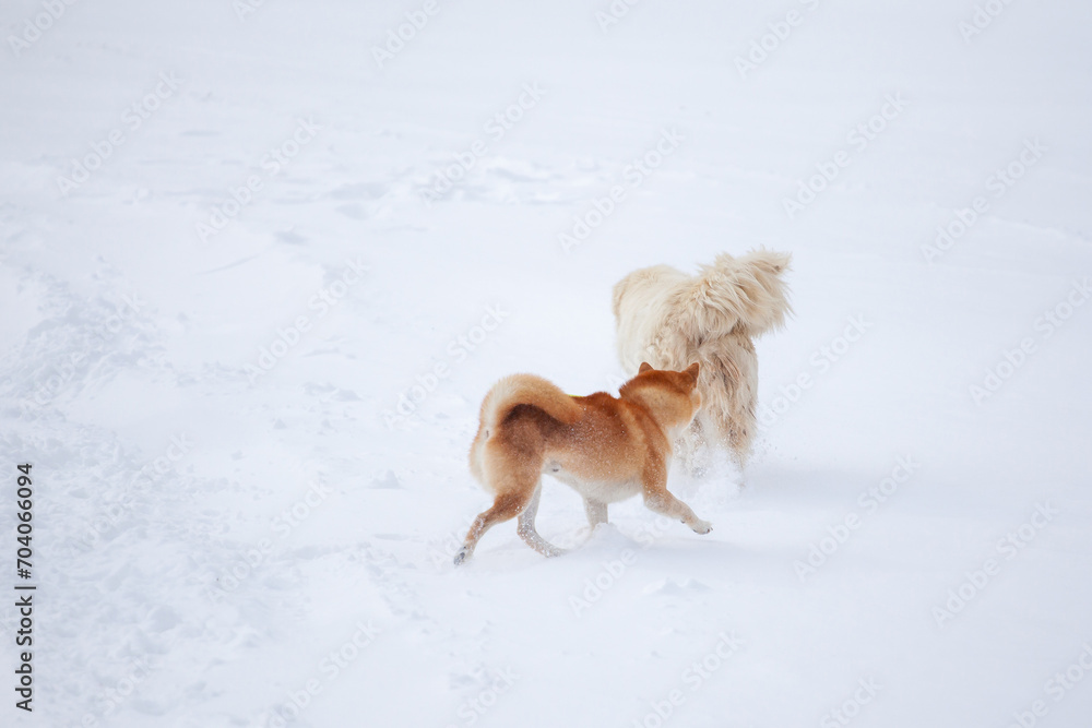 Two dogs, white and orange, play in the snow