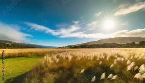 pampas grass field in wellington new zealand photo
