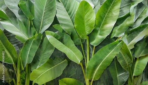 photo wallpapers for the interior banana leaves green tropical leaves mural for the walls the decor is made of leaves