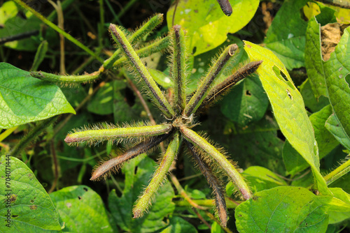 Cuadro en lienzo Vigna mungo or black gram growing at Indian field close-up view