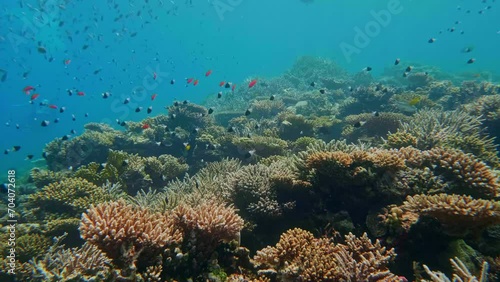 Reef coral scene - School of Lyretail Anthias or Sea Goldie (Pseudanthias squamipinnis) swims near Lettuce coral or Yellow Scroll Coral (Turbinaria reniformis). photo