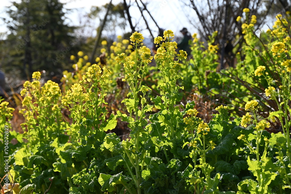 Canola flowers. Brassicaceae, flowering period is from February to May. A green and yellow flower vegetable rich in vitamins, used in canola oil and food. Canola flowers. Brassicaceae, flowering period is from February to May. A green and yellow flower vegetable rich in vitamins, used in canola oil and food.