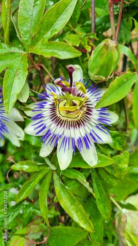 Close-up of a Passion Flower (Passiflora caerulea) bloomed in tropical garden