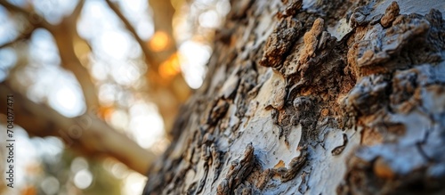 Close-up of a poplar tree photo