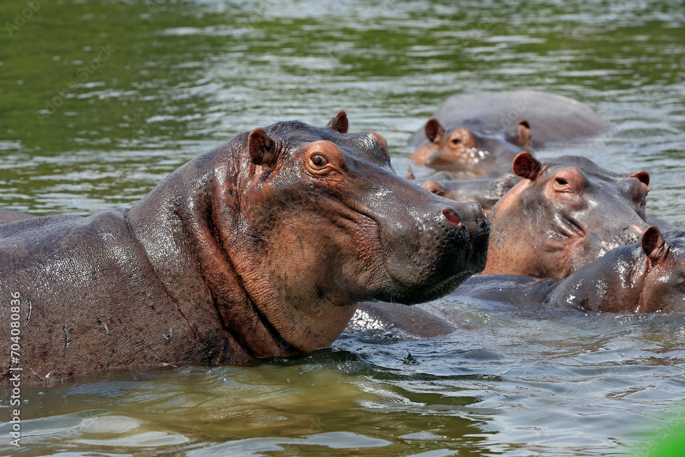 Hippopotamus (Hippopotamus Amphibius) in Lake. Murchison Falls National Park, Uganda Hippopotamus (Hippopotamus Amphibius) in Lake. Murchison Falls National Park, Uganda