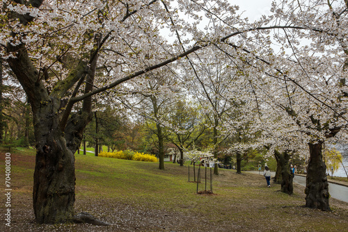High Park Cherry Blossom, Toronto, ON, Canada