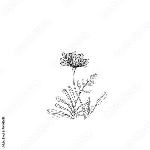 hand drawn Floral illustration , garden flowers with leaves, vintage illustration style design 