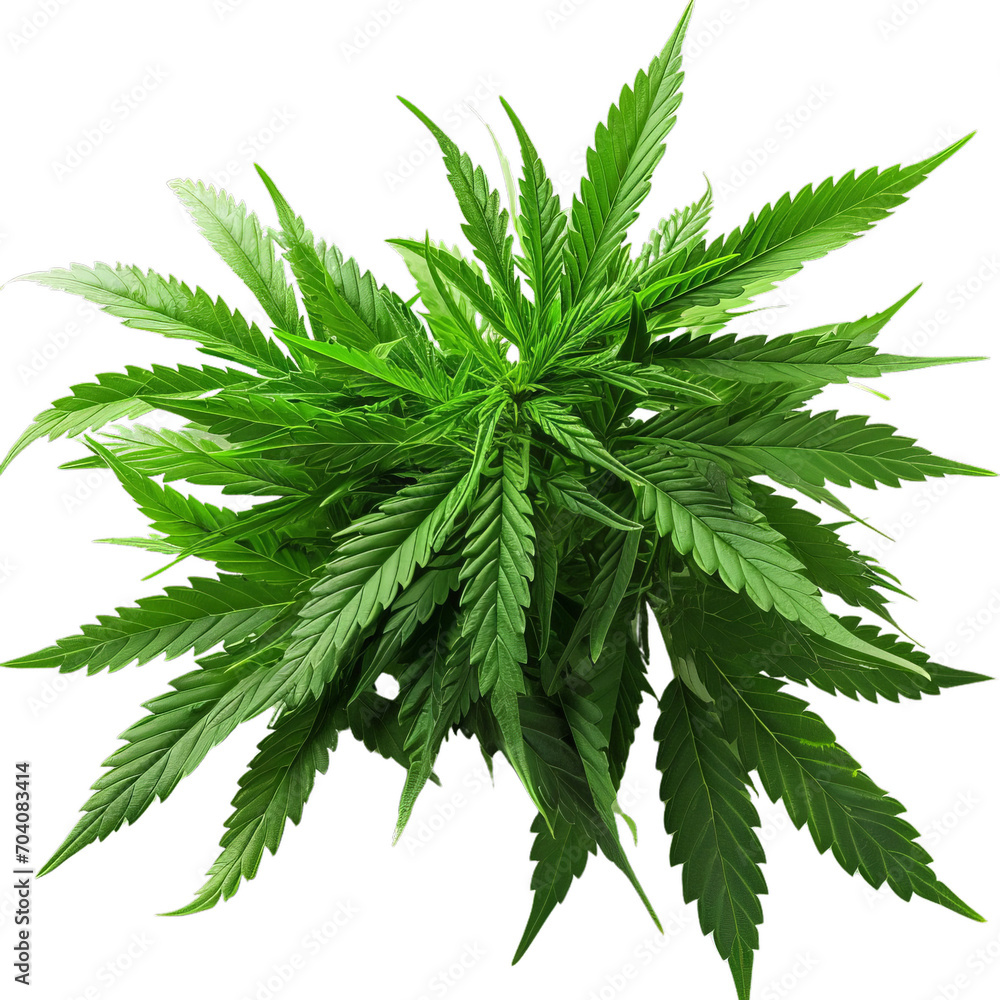 A Stack of Fresh Green Weed on a Clean White Table A Stack of Fresh Green Weed on a Clean White Table