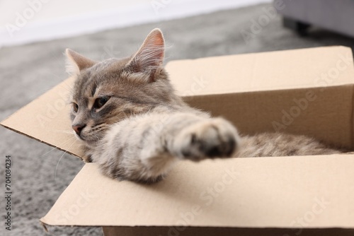Cute fluffy cat in cardboard box indoors, closeup