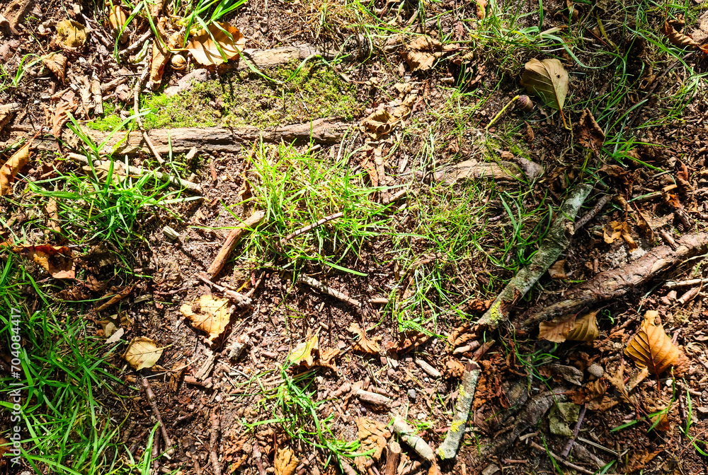 View on a forest ground texture with moss and branches found in a european forest. View on a forest ground texture with moss and branches found in a european forest.